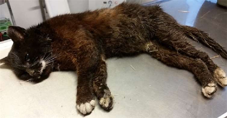 Die in Westum aufgefundenen Katzen waren leider so schwer verletzt worden, dass sie eingeschläfert werden mussten.  privat