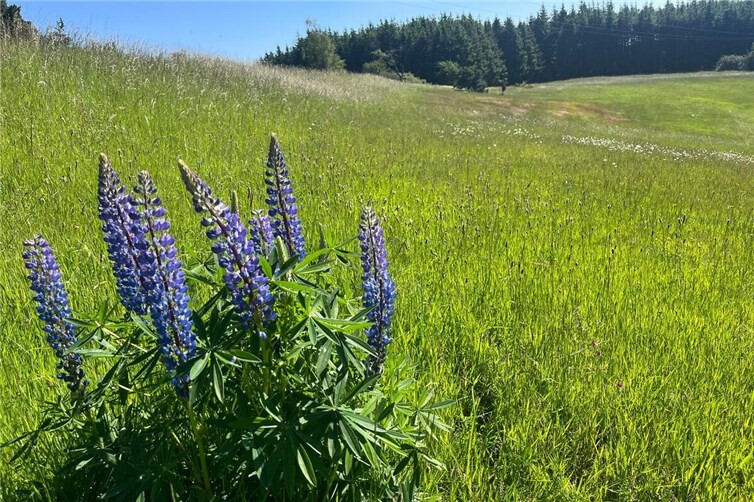 Die invasive Staudenlupine breitet sich aktuell stark in unseren artenreichen Grünlandbeständen aus wie hier in der Wacholderheide