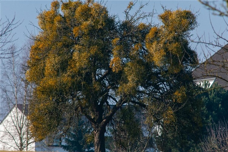 Die irrige Annahme die Laubholz-Mistel stünde unter Naturschutz, hat ihre Beständeso stark gefördert, dass Obstbäume, unter der Last der Misteln zusammenbrechen.