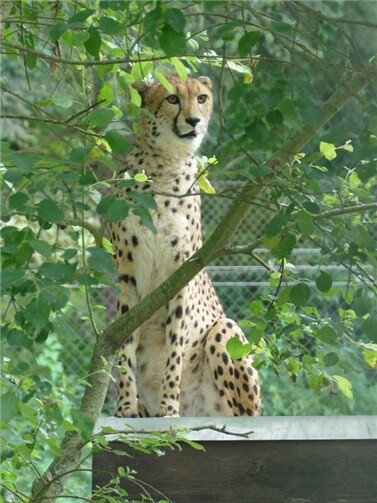 Die junge Gepardin „Rosi“ soll mit Gepardenkater „Sikio“ für Nachwuchs im Zoo Neuwied sorgen.