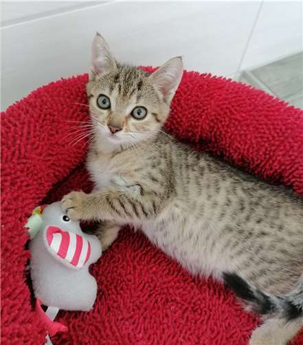 Die junge Katze ist superlieb.  Foto:privat