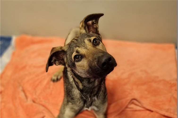 Die junge Schäfer-Mischlingshündin Hera aus dem Tierheim Mayen. Foto: Sybill Limbach