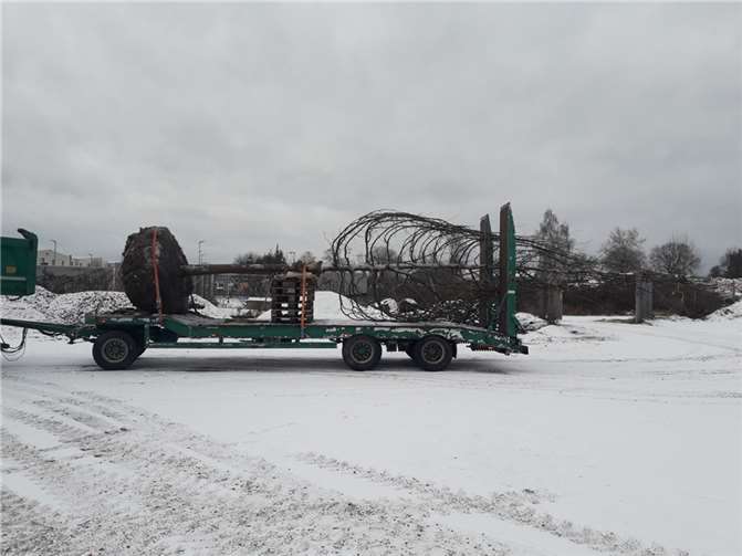 Die jungen Eichen wurden behutsam ausgepflanzt und an ihren neuen Bestimmungsort gefahren.  Fotos: Hospiz für den Landkreis Neuwied gGmbH