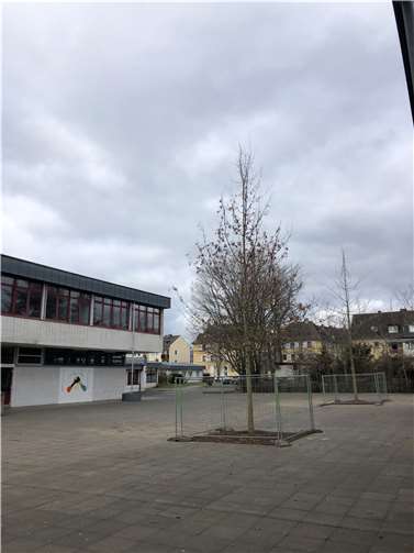 Die jungen Eichen wurden behutsam ausgepflanzt und an ihren neuen Bestimmungsort gefahren.