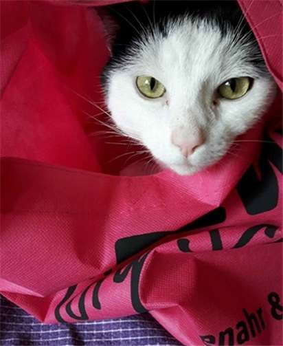 Die katastrophale Flutwelle im Ahrtal hat nicht nur großes Leid über die Menschen sondern auch über unzählige Tiere gebracht.Foto: privat