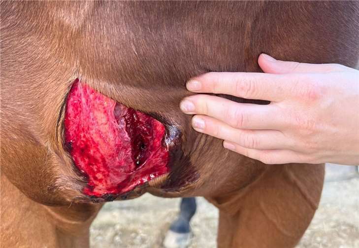Die klaffende Wunde wurde vermutlich durch einen Schnitt oder Stich verursacht.  Fotos: privat