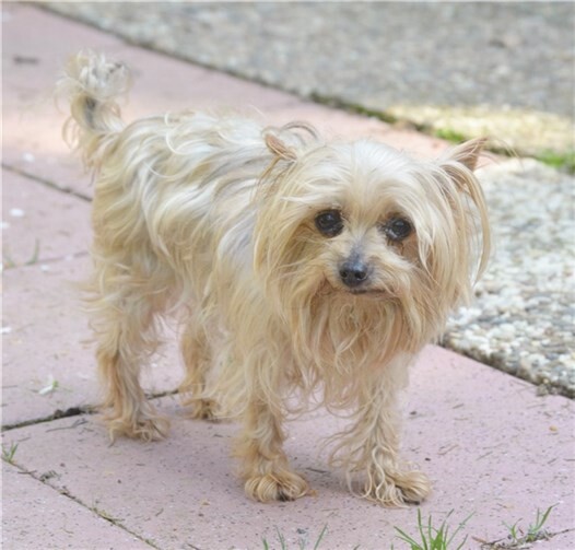 Die kleine Debby wünscht sich noch einmal ein liebevolles Zuhause für den zweiten Abschnitt ihres Lebens.privat