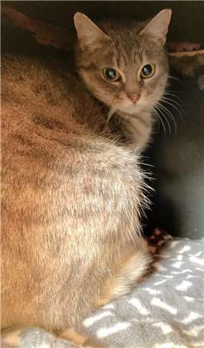 Die kleine Donut. Foto: Tierheim u. Tierschutzverein Kreis Ahrweiler e.V., Claus Krah