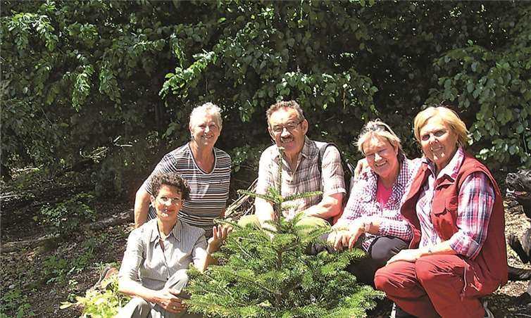 Die kleine Edeltanne der Walkinggruppe gedeiht gut; sie wartet schon auf die Weihnachts-Deko!!!  Privat