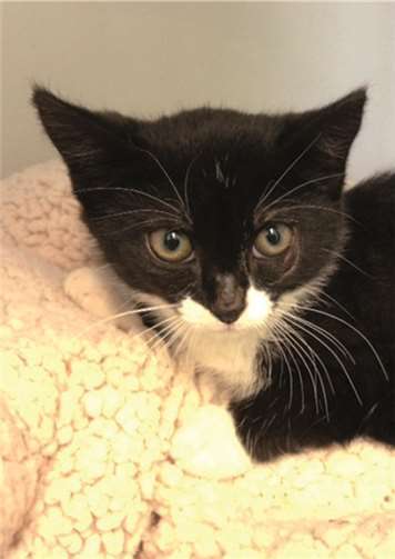 Die kleine Elisa.privat