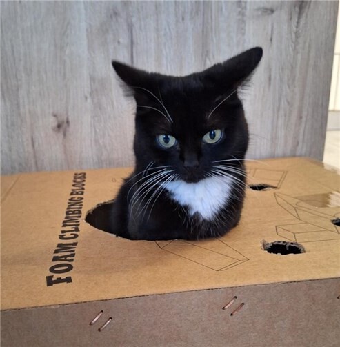 Die kleine Katze ist sehr verspielt. Foto: privat