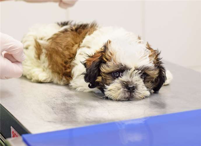 Boom bei illegalem Welpenhandel Die kleine Lulu aus illegalem Handel bei der Aufnahme im Hamburger Tierschutzverein, welcher bereits Alarm schlug (vgl. Pressemeldung vom 12.11.2020). Copyright: Hamburger Tierschutzverein von 1841 e.V.
