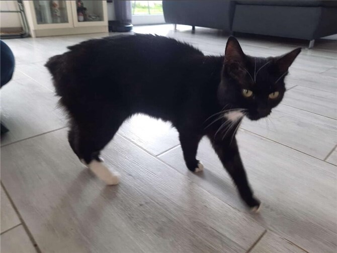 Die kleine Maya wünscht sich, wieder zurück zu ihren Besitzern zu dürfen. Foto: privat