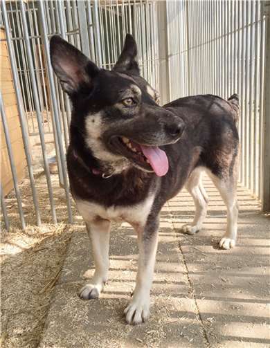 Die kleine Motte.Tierheim u. Tierschutzverein Kreis Ahrweiler e.V.