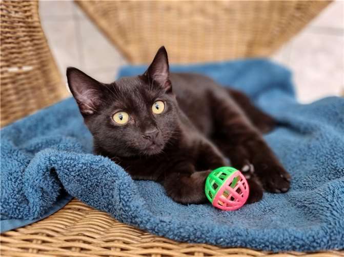 Die kleine Mulan wartet im Tierheim Mayen auf Interessenten.  Foto: Sybill Limbach