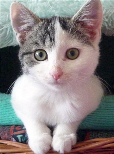 Die kleine Pippa kam im letzten Frühsommer fast verhungert zur Katzenhilfe Neuwied. Lange bangten die Tierschützer um ihr Leben, doch sie hat es – im Gegensatz zu vielen anderen – geschafft. privat