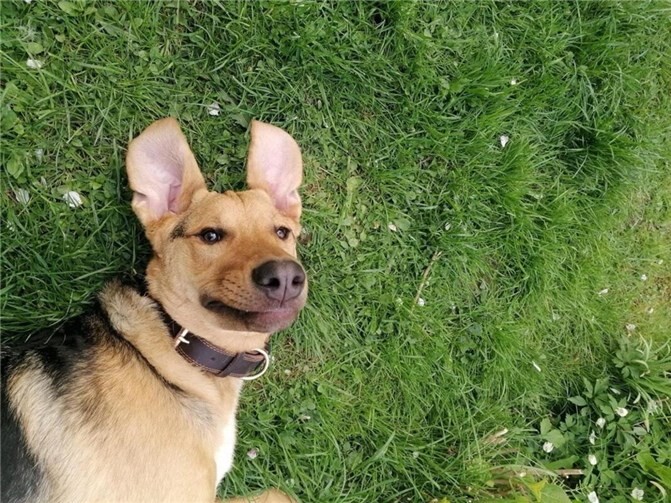 Die kleine Polly wird schmerzlich vermisst. Foto: privat