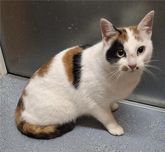 Die kleine Püppi möchte wieder ein Zuhause.  Foto: privat