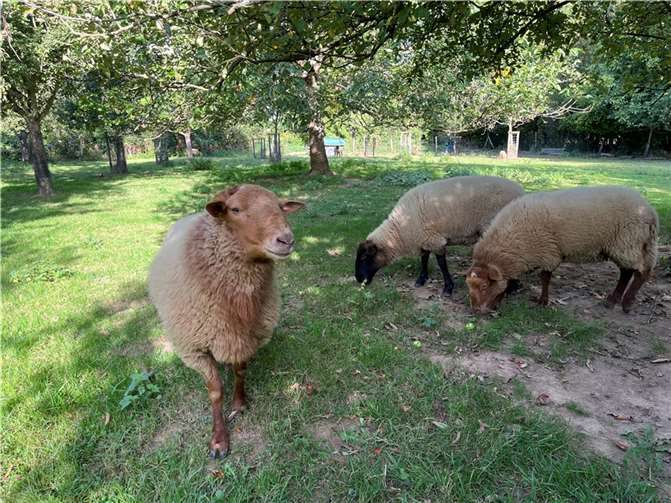 Die kleine Schafherde beweidet die Wiese ganzjährig.