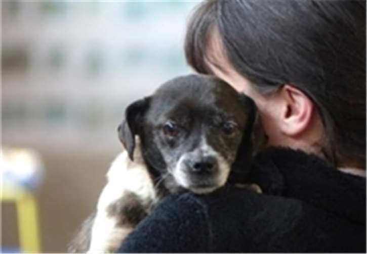 Die kleine Snoopy ist auf eine Operation angewiesen. privat