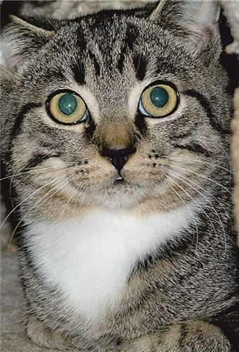 Die kleine Tigerlilly freut sich auf ein neues Jagdrevier.privat