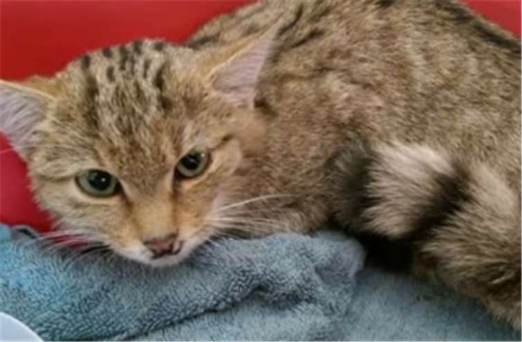 Die kleine Wildkatze musste notoperiert werden, um ihr Leben zu retten.