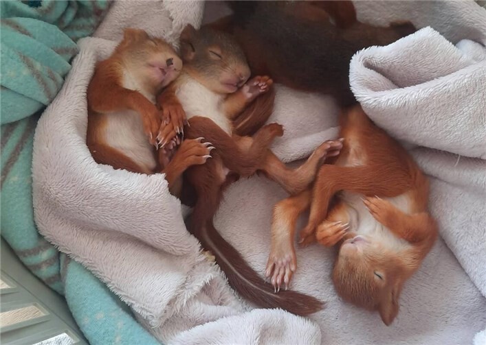 Die kleinen Eichhörnchen benötigen Unterstüzung. Foto: Natasha Schleiffer 