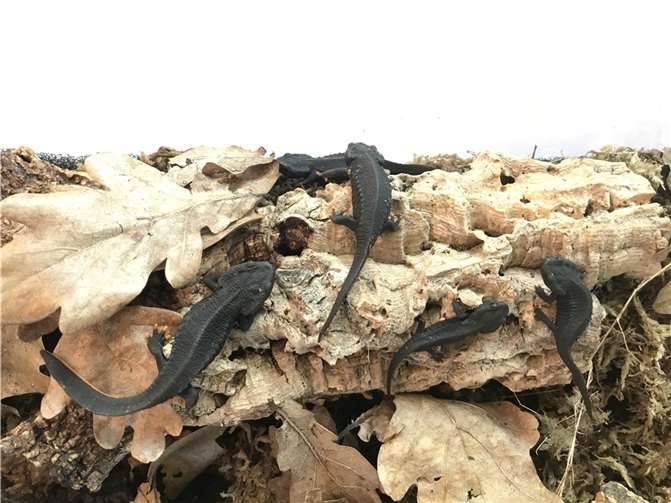 Die kleinen Krokodilmolche sind mittlerweile gut gewachsen.  Foto: SMS