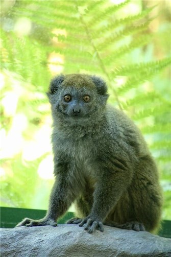 Die kleinen Primaten kommen ausschließlich am Alaotra-See in Madagaskar vor.