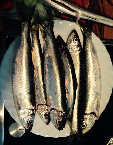 Die kleinen silbrigen Heringe kommen in Schweden auf viele Arten auf den Tisch. Besonders bekannt ist Surströmming. Quelle: Pixabay © RheinDesign (CC0 Public Domain)