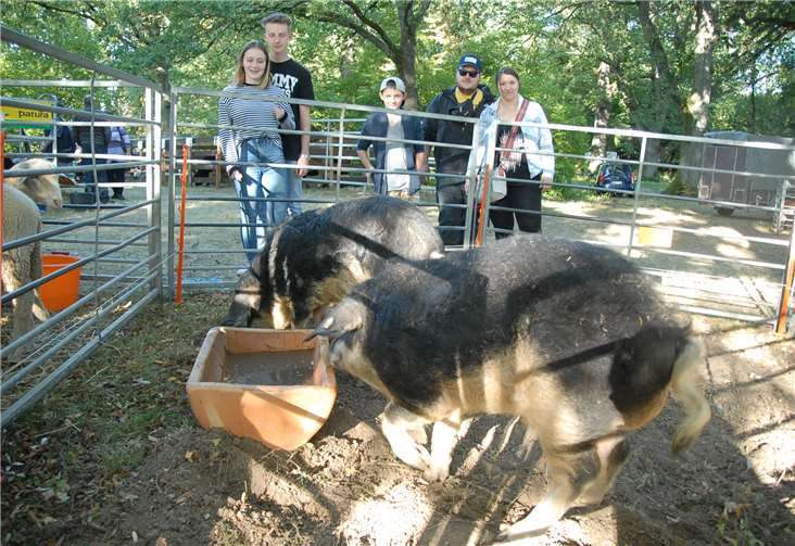 Die knuffigen Wollschweine hatten nichts zu befürchten,sie nahmen nur als Dekoration am Kartoffelmarkt teil.