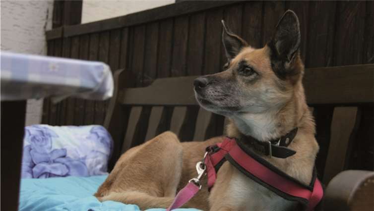 Die liebe Cora sucht ein neues zuhause.Privat