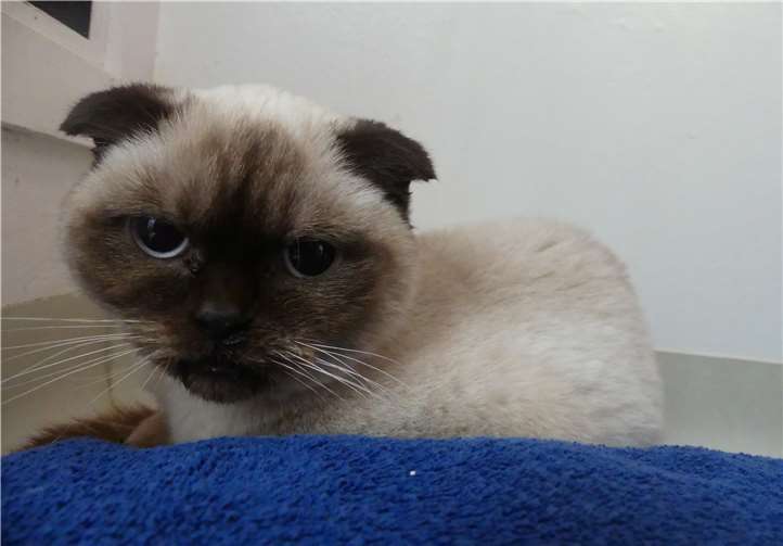 Die liebevolle Akira musste in ihrem kurzen Leben schon viel ertragen und sucht nun ein liebevolles Zuhause. Foto: privat