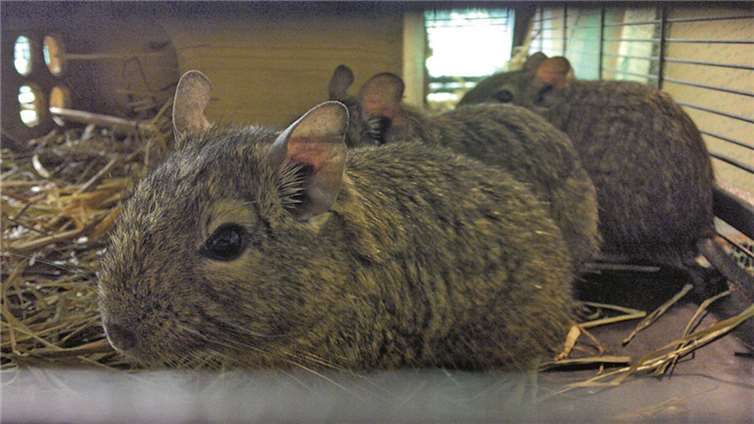 Die lustigen Vier sind keine Kuscheltiere.  Privat