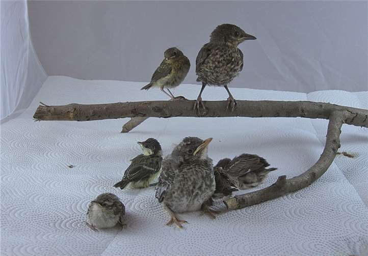 Die meisten Jungvögel brauchen die „Hilfe“ des Menschen nicht. BUND