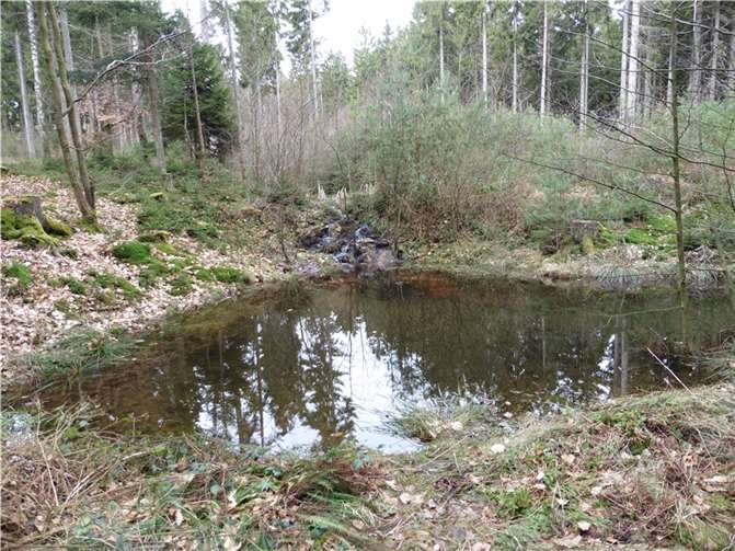 Pflege der Biotope im Bruch Die nassen Monate sorgten für einen Anstieg des Grundwasserspiegels im „Bruch“ Quelle:„Bürger für Bürger“ Kempenich e.V.