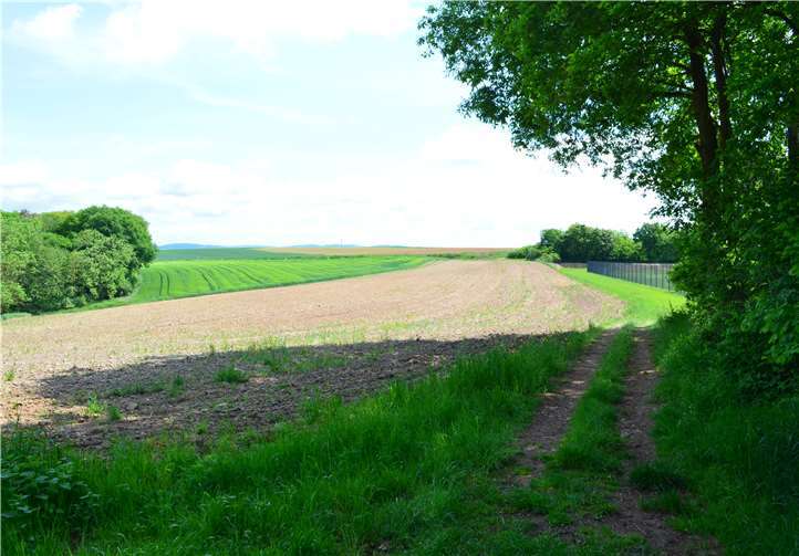 Die neu angelegte Blumenwiese.Quelle: Ortsgemeinde Wierschem