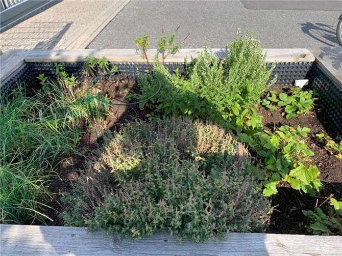 Die neu bepflanzten Hochbeete am Friedhof in Bell erstrahlen in frischem Grün.  Foto: privat