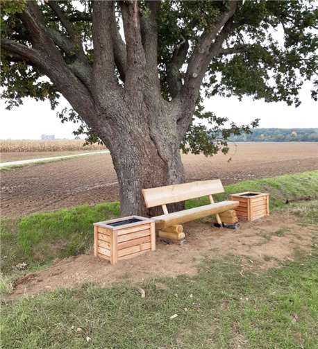 Die neue Bank vor der alten Eiche.