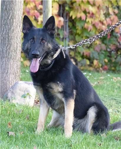 Die neue Bezugsperson von Skalli braucht Zeit und Energie.Foto: privat