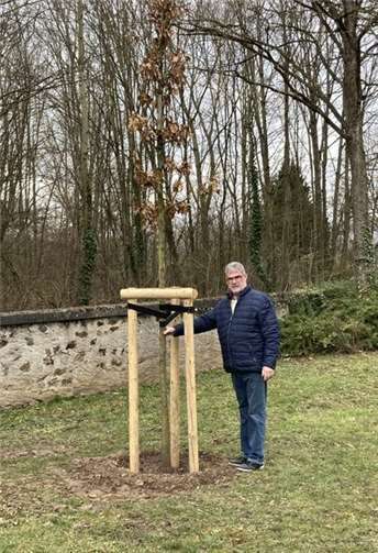 Die neue Eiche auf dem Kesselheimer Friedhof.Foto: privat