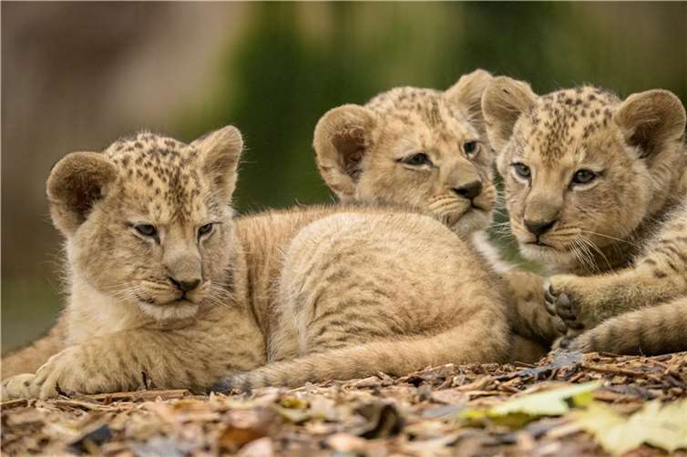 Die neue Rasselbande. Foto: Zoo Neuwied
