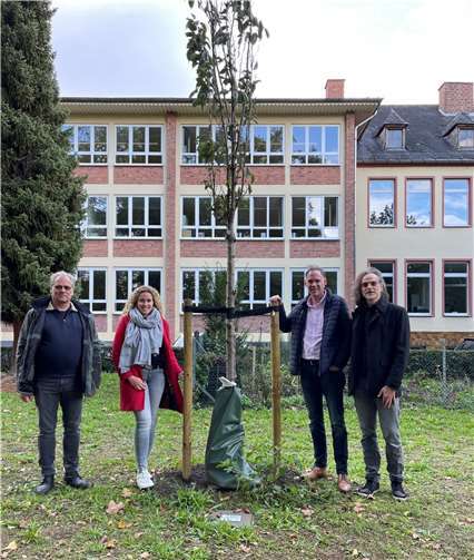 Die neue Zierkirsche im Schillerpark.  Foto: Stadtverwaltung Lahnstein