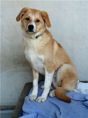Die neuen Besitzer von Arnie sollten Erfahrungen mit unsicheren Hunden haben. Fotos: privat