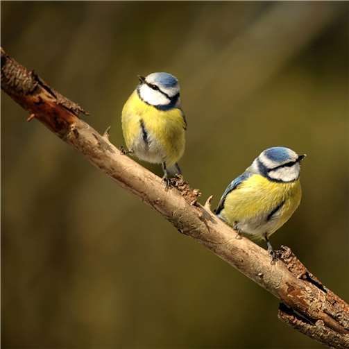 Die niedlichen Blaumeisen sind von einer rätselhaften und tödlichen Krankheit befallen.