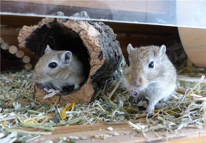 Die niedlichen Nager sind keineswegs zum Kuscheln geeignet. Sie sind reine „Beobachtungstiere“. privat