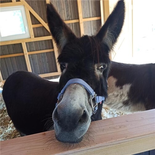 Die richtige Ernährung: der Schlüssel zur Gesundheit der Esel.