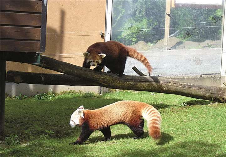 Die roten Pandas Chima und Jaques beim Spielen.privat