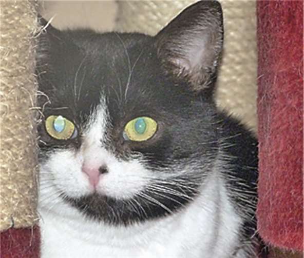 Die schöne Hexe bringt „ihren Menschen“ gerne Geschenke.  privat