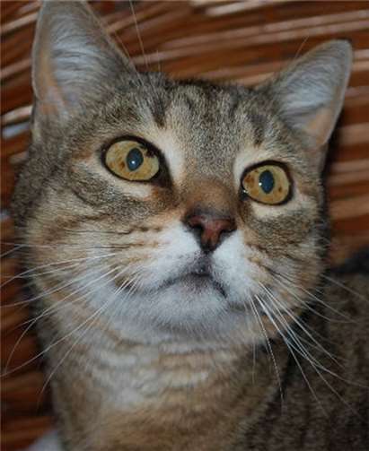 Die schüchterne Lilly möchte wieder vertrauen können. Tierheim Mayen